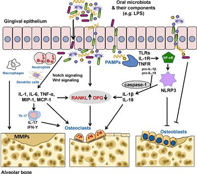 Oral Osteomicrobiology: The Role of Oral Microbiota in Alveolar Bone Homeostasis